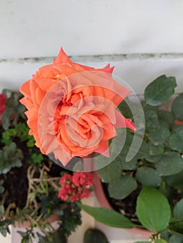 Ã°Å¸ÅÂ¹ rose flowers beutiful beute pretty photo